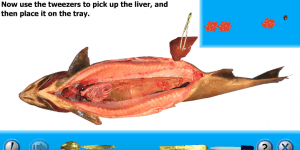 Hra - Salmon Dissection